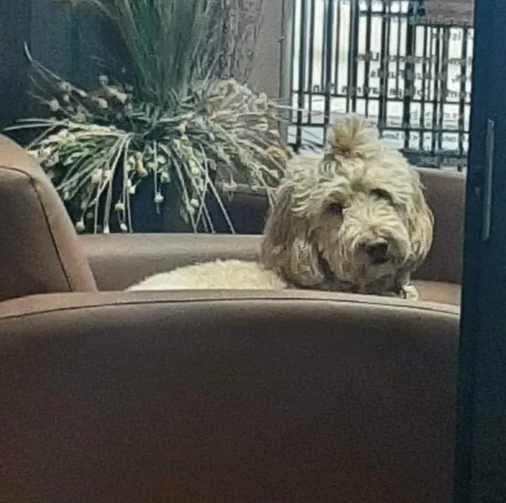 Office dog at Thompson Insurance Agency