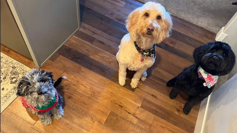 Stella, Paisley, and Baxter, the Thompson Insurance Agency office dogs